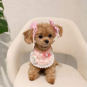 犬の写真