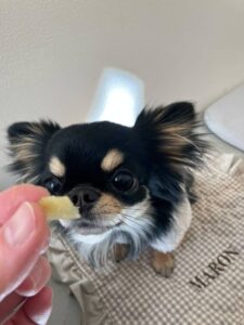 犬の写真