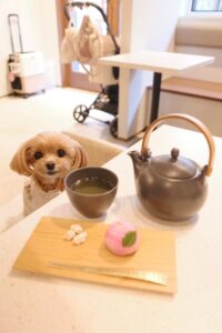 犬の写真