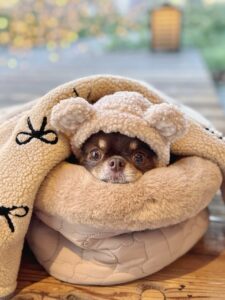 犬の写真