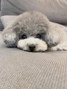 犬の写真