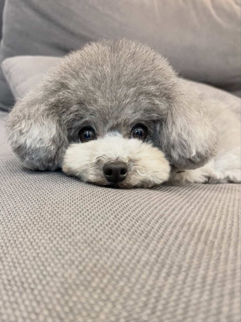 犬の写真