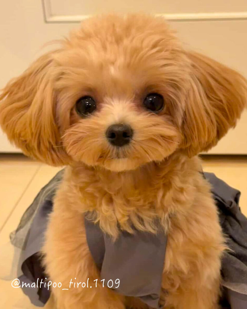 犬の写真