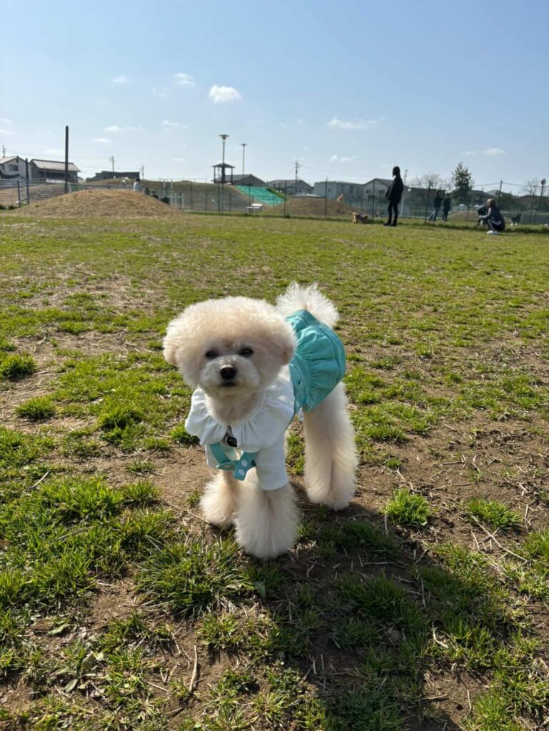 犬の写真