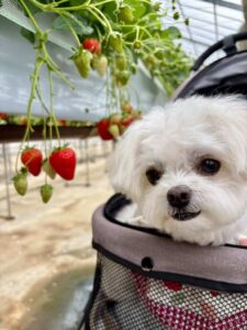 犬の写真