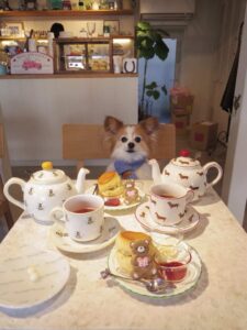 犬の写真