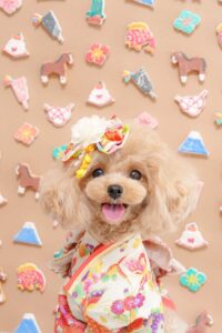 犬の写真