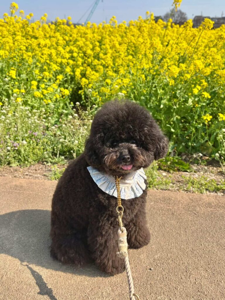 犬の写真