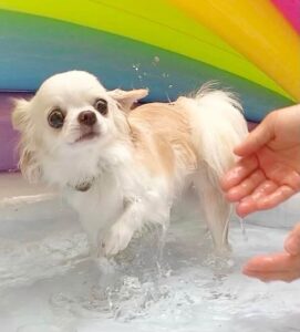 犬の写真