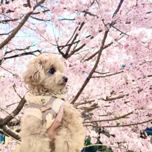 犬の写真