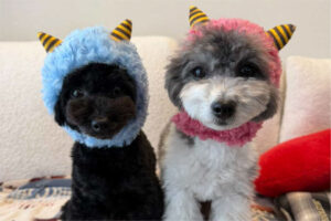 犬の写真