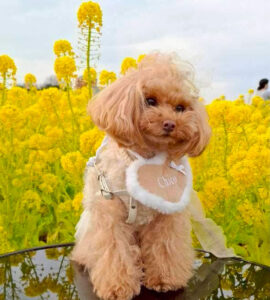 犬の写真