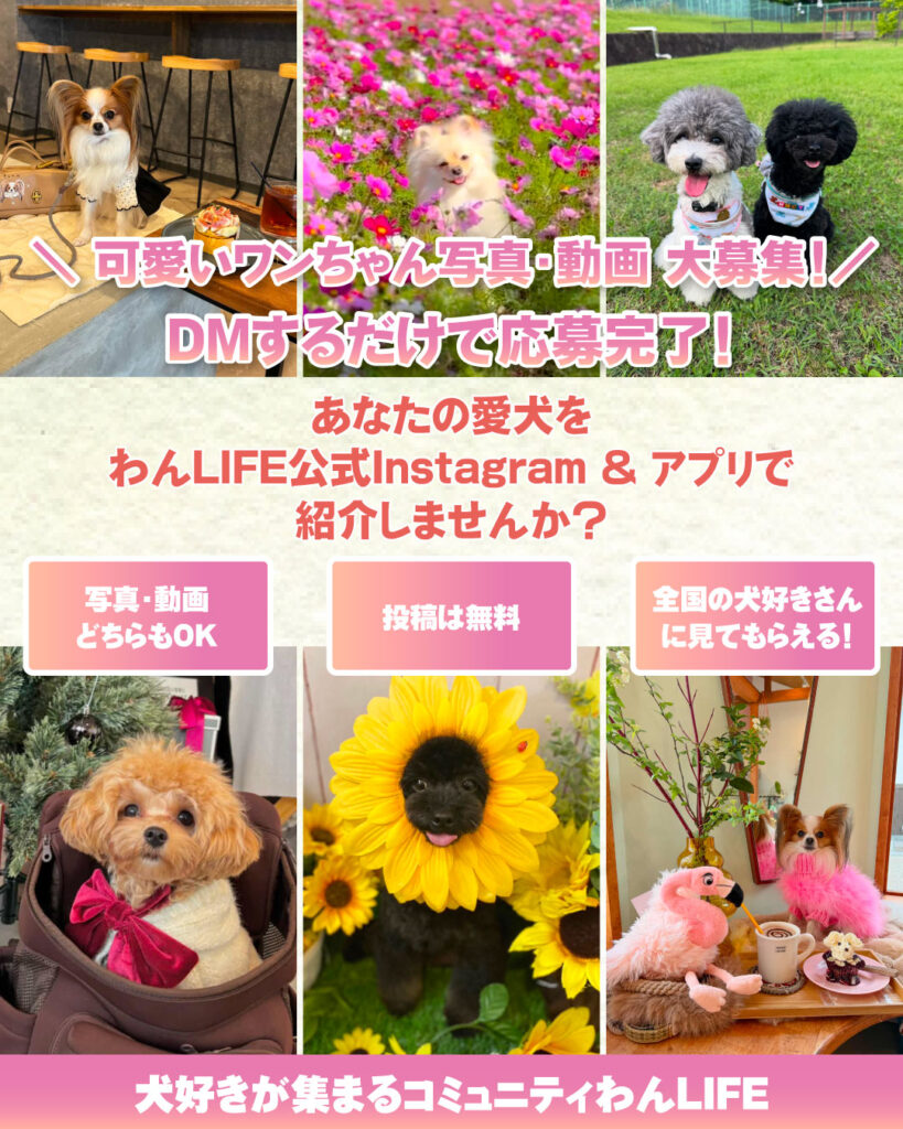 わんLIFEでは、愛犬とのお出かけやドッグランの様子を投稿・シェアできます(無料)