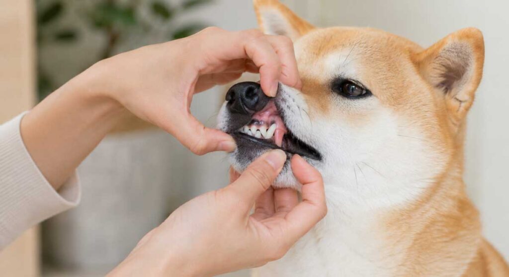 犬の歯茎の色を確認しているシーンのイメージ
