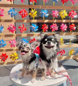 犬の写真
