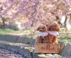 犬の写真