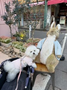 犬の写真