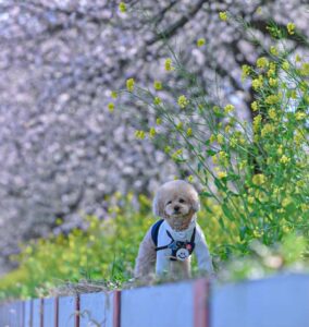 犬の写真