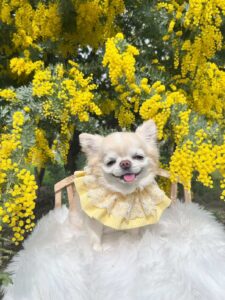 犬の写真