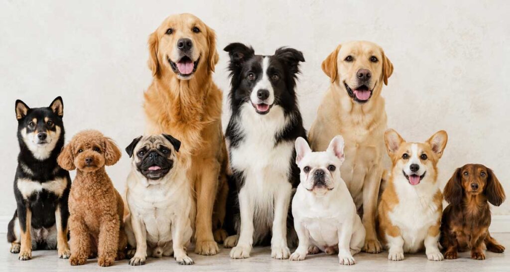 様々な犬種が並んでいるイメージ写真