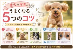 愛犬の写真がうまくなる5つのコツ｜スマホでも撮れるプロ級テク