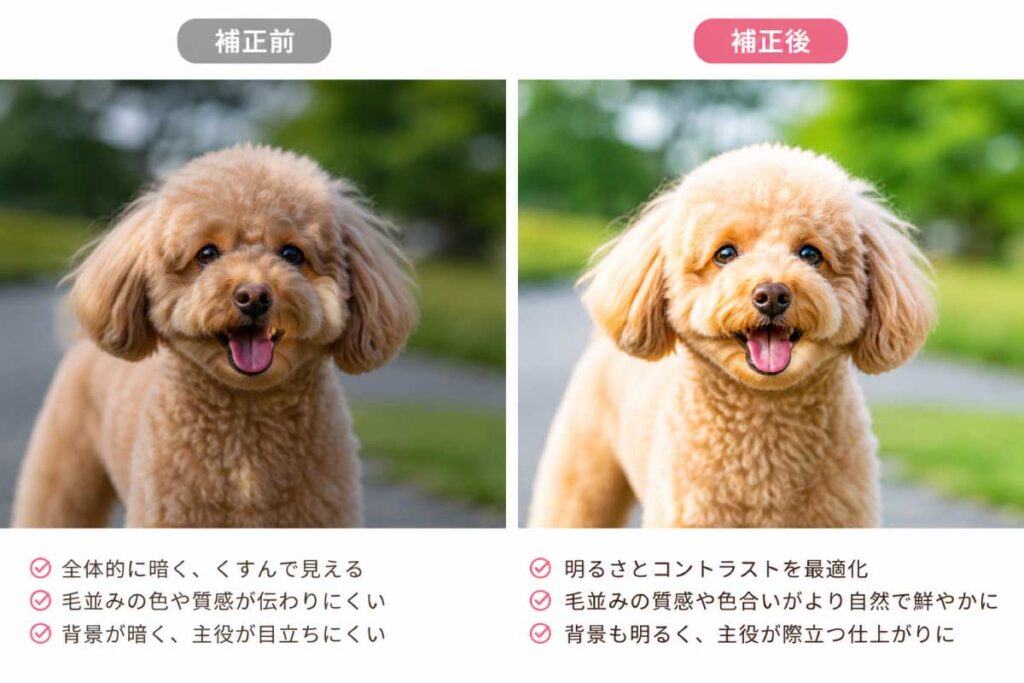 撮影前後の比較(補正前・補正後の犬の写真)