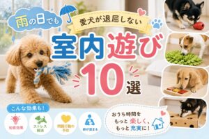 雨の日でも愛犬が退屈しない室内遊び10選