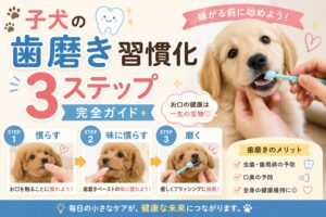 子犬の歯磨き習慣化3ステップ｜嫌がる前に始める完全ガイド