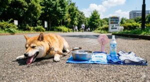 夏の犬に必須の冷却グッズ5選｜選び方と比較表つき
